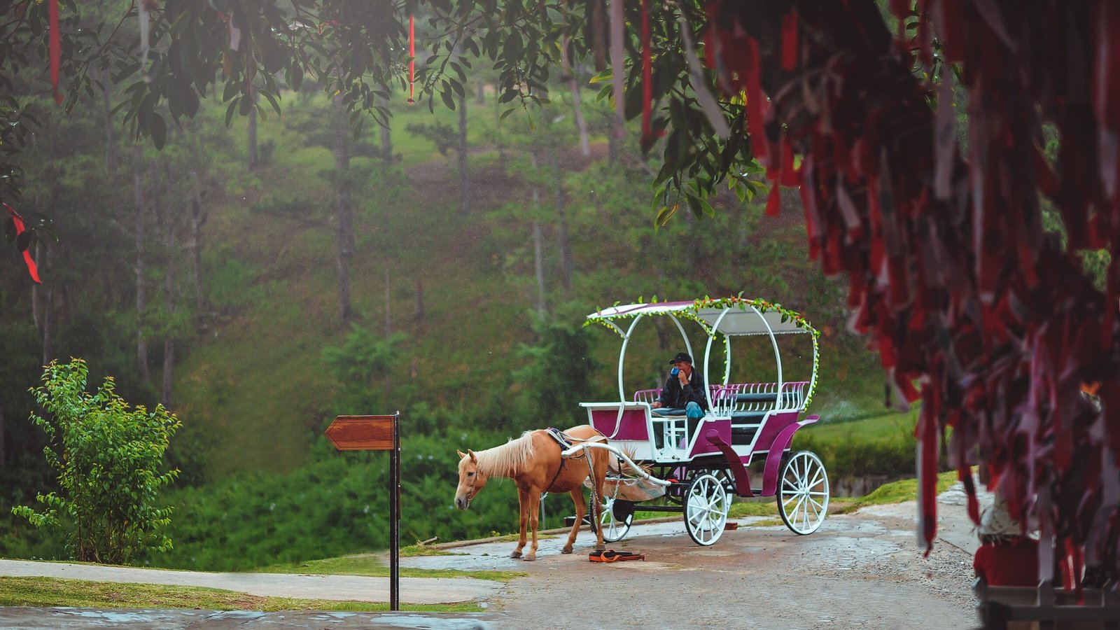 Unveiling the Enchantment of Central Park Carriages in New York City