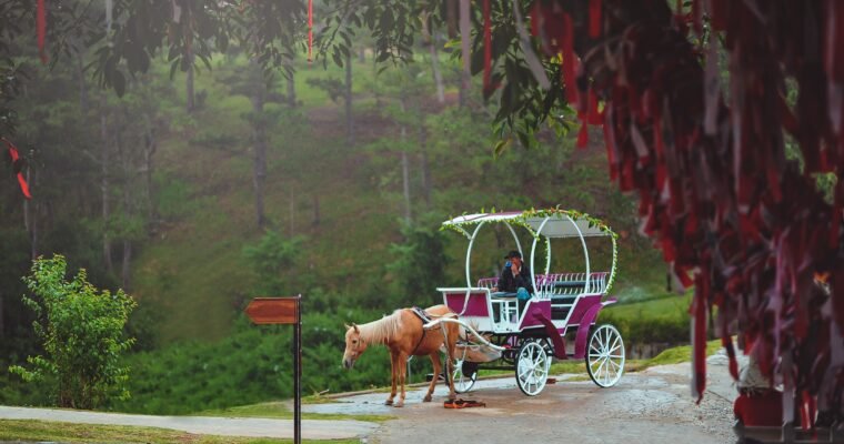 Discover the Magic of Central Park: Book Your Carriage Ride Today