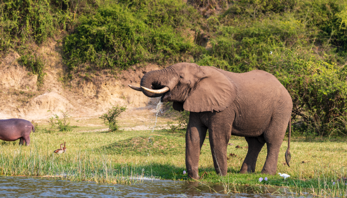 Discover Uganda’s Wildlife: Top 3 National Parks for Unforgettable Encounters