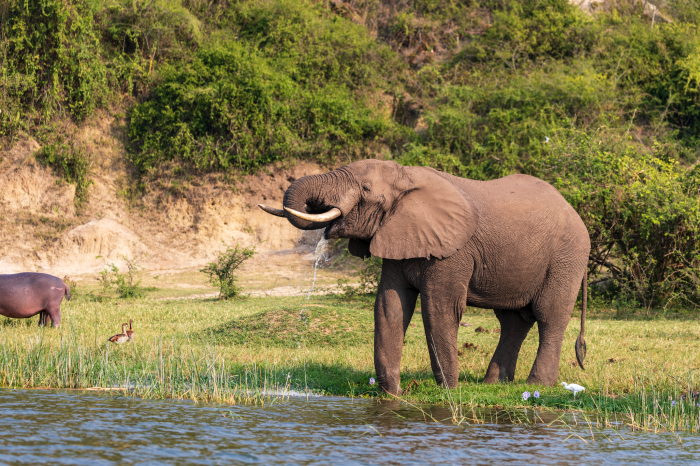 Discover Uganda’s Wildlife: Top 3 National Parks for Unforgettable Encounters