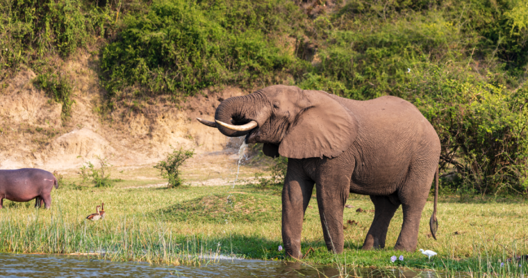 Top 3 National Parks in Uganda for the Best Wildlife Viewing