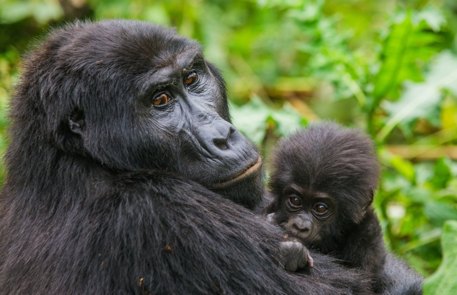 The Role of Local Guides in Gorilla Trekking Safaris in Uganda